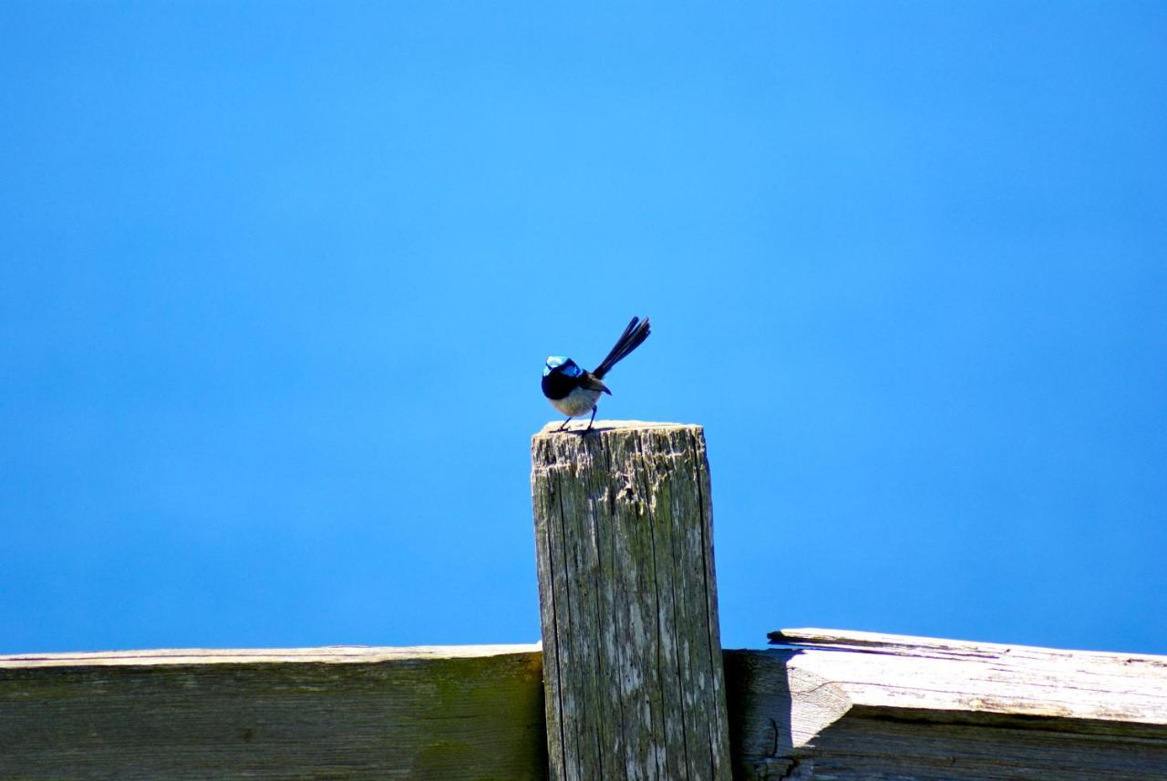 Daysy Hill Country Cottages Port Campbell Esterno foto