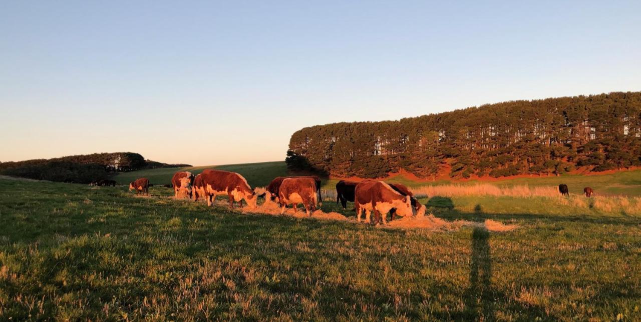 Daysy Hill Country Cottages Port Campbell Esterno foto